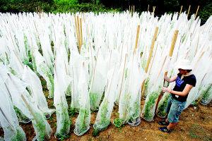 为检测抗性作用 植物披上了白纱（图）
