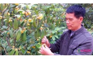 我国金花茶新品种首获植物新品种权 我国金花茶新品种首获植物新品种权