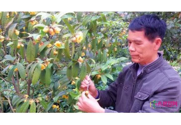 我国金花茶新品种首获植物新品种权