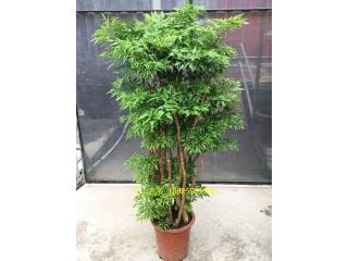 羽叶福禄桐