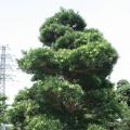 日本罗汉松