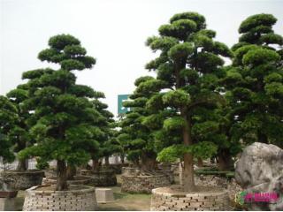 日本罗汉松