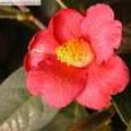 红花油茶
