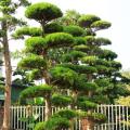 罗汉松