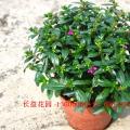 雪茄花