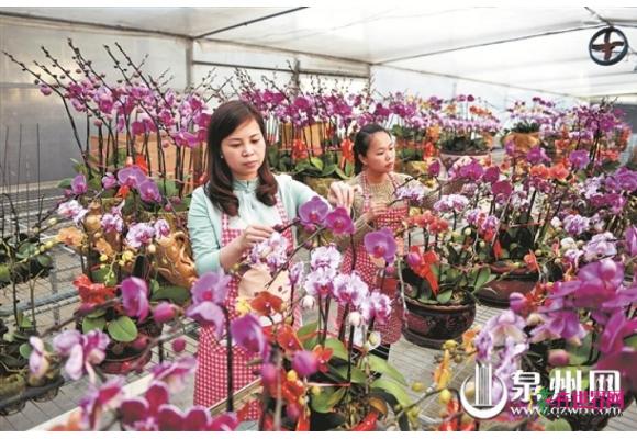 福建：永春花卉苗木种植规模居泉州市首位