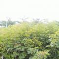黄花风铃木