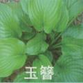 玉簪