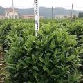非洲茉莉