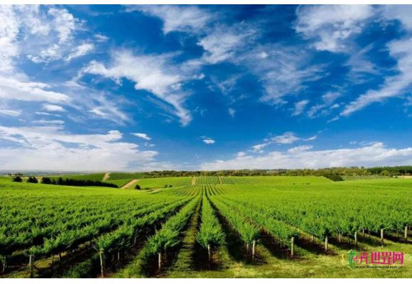 让乡村产业兴旺起来 多措并举促进乡村产业振兴 