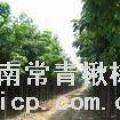 楸树
