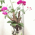 花盆/花篮/花瓶