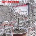 潍坊迎春梅,潍坊梅花,1-3年幼苗