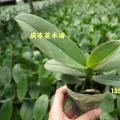 其它热带兰
