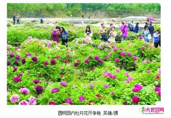 圆明园上万株牡丹进入盛花期 圆明园上万株牡丹进入盛花期