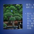 榆树