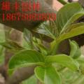 秋枫