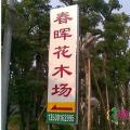 羊蹄甲
