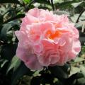 香水茶花