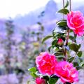 茶花