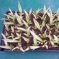 万年麻(种苗)