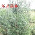 红千层