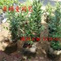 巴西甜樱桃