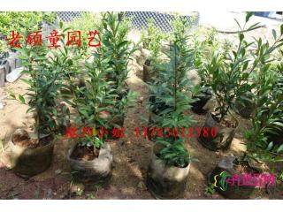 巴西甜樱桃