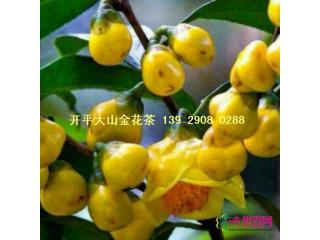 金花茶