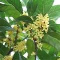 桂花