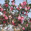 茶花（乔依肯德立克）