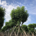 蓝花楹