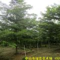 小叶榄仁