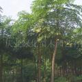 幌伞枫