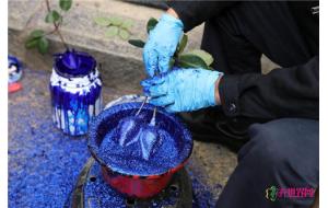 “蓝色妖姬”遭花卉行业集体抵制 “蓝色妖姬”遭花卉行业集体抵制