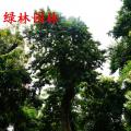 万紫千红
