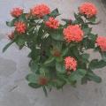 龙船花