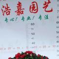 杜鹃