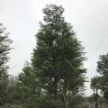 细叶榄仁