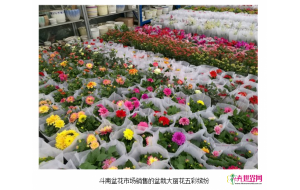 昆明产盆栽大丽花价格走低