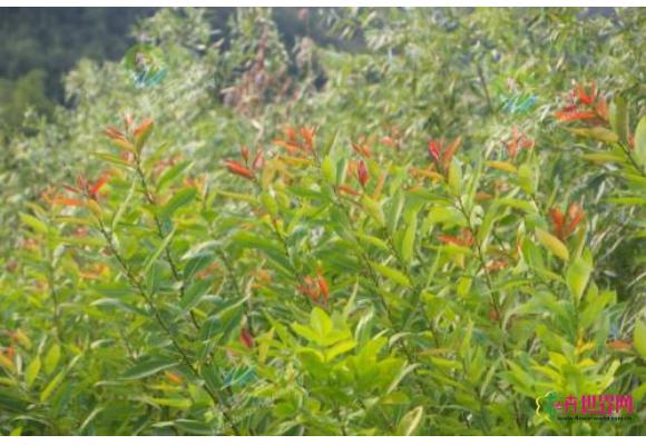 启东建成全省首个耐盐碱植物主题公园