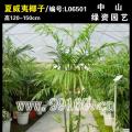夏威夷椰子