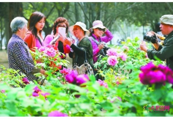 北京俩植物园共办牡丹节 60年首度携手