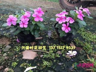 长春花