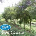 银桦树