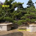 黑松