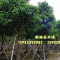 秋枫