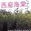 垂丝西府海棠