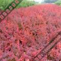 小苗_鑫达苗圃基地介绍紫叶小檗树苗价格_2-5公分紫叶小檗苗