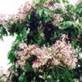 仪花